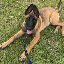 Thumbnail photo of Dezy- Located in Michigan #3