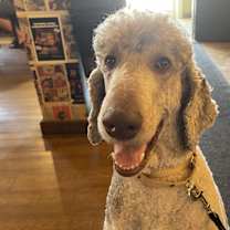 adopt-pet