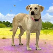 Thumbnail photo of Wish #4