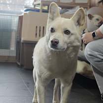 Thumbnail photo of Pogeun #4