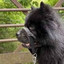 Thumbnail photo of Bear-ret #3