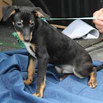 Thumbnail photo of Flynn #4