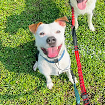 Thumbnail photo of Teddy/Finley*a very generous friend has partially sponsored my adoption fee* #1