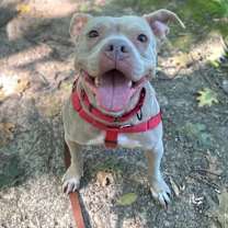 Thumbnail photo of Junie B Jones #1