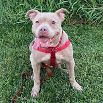 Thumbnail photo of Junie B Jones #4