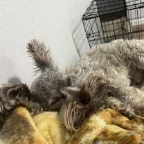 Thumbnail photo of Hercules #3