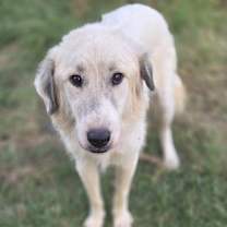 Thumbnail photo of Chance #3