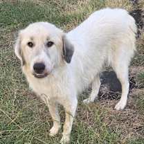 Thumbnail photo of Chance #4