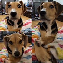 Thumbnail photo of Shi #1