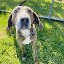 Thumbnail photo of Mace #2