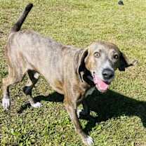 Thumbnail photo of Mace #3