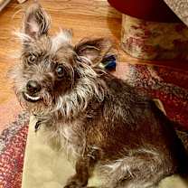 Thumbnail photo of Rusty #4