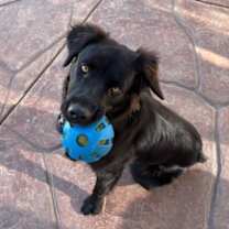 Thumbnail photo of Daisy #1