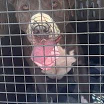 Thumbnail photo of KING #4