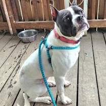 Thumbnail photo of Yoyoma - Fee Sponsored in Full #3