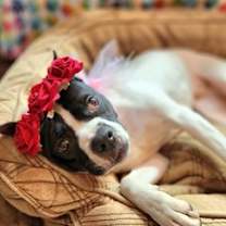 Thumbnail photo of Yoyoma - Fee Sponsored in Full #4