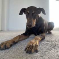 adopt-pet