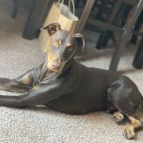 adopt-pet
