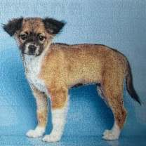 Thumbnail photo of Kiwi #2