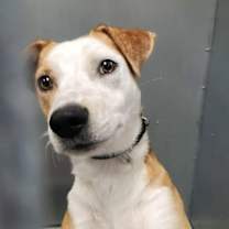 Thumbnail photo of Waffle #2