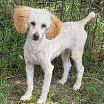 Thumbnail photo of Leo #1