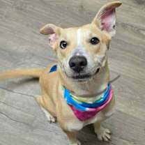 Thumbnail photo of Amiri #1