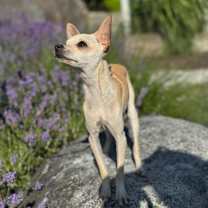 Thumbnail photo of HAVANA #1