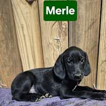 Thumbnail photo of Merle (green collar) #1