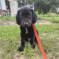Thumbnail photo of Merle (green collar) #2