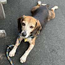 Thumbnail photo of Muffin #1