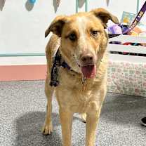 adopt-pet