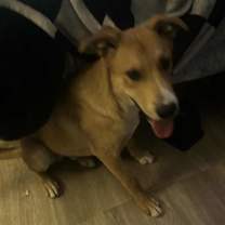 adopt-pet