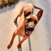 Thumbnail photo of Aladdin (Tina's Litter) #1