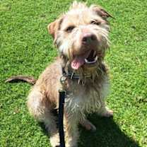 adopt-pet