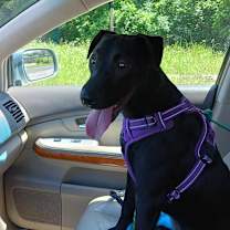 Thumbnail photo of Rainey #1