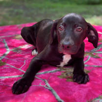 Thumbnail photo of River Boat #4