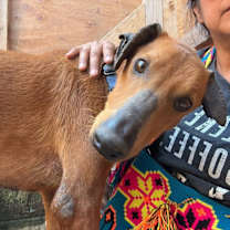 Thumbnail photo of Cunningham #1