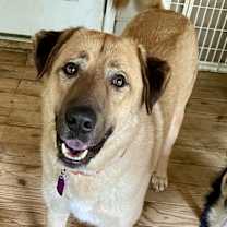 Thumbnail photo of Sherman #1