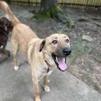 Thumbnail photo of Sherman #2