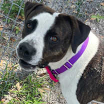 Thumbnail photo of Hoss #3