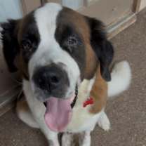 Thumbnail photo of Peaches #1