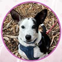 Thumbnail photo of Rolls Royce #1