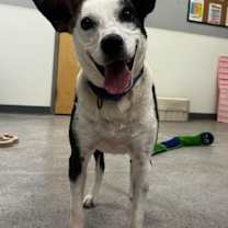 Thumbnail photo of Rolls Royce #2