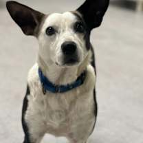 Thumbnail photo of Rolls Royce #4