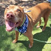adopt-pet