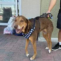 Thumbnail photo of ININA #2