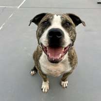 Thumbnail photo of Rex - AVAILABLE #1