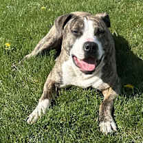 Thumbnail photo of Rex - AVAILABLE #2