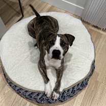 Thumbnail photo of Rex - AVAILABLE #3