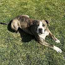 Thumbnail photo of Rex - AVAILABLE #4